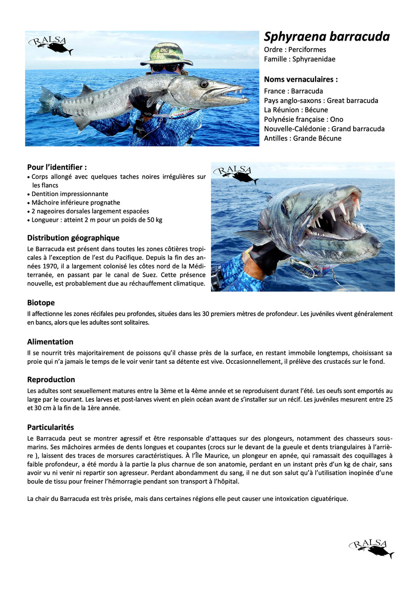 Fiche connaissance des poissons : Le grand Barracuda – Ralsa